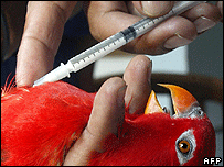 Tiêm phòng cho gia cầm