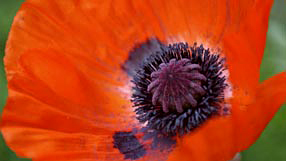 The poppy: a symbol of Remembrance