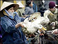 Mercado de aves no Vietnã