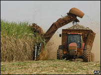 Lavoura de cana-de-açúcar no Brasil