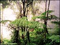 Samambaia da Malásia (L A Bruijnzeel)