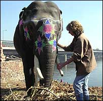 Terapeuta vinda dos EUA trata de elefante em Nova Délhi