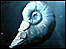 Ammonite