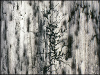 يکی از آثار مژگان 