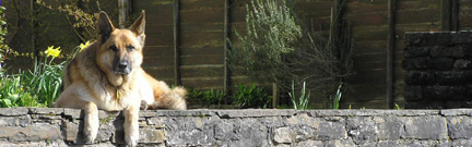 German Shepherd on a wall