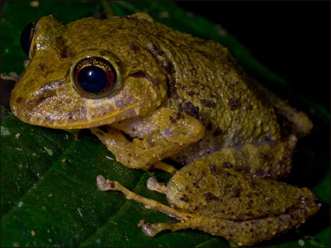Anfíbio do gênero Pristimantis (Fotos: Paul S. Hamilton / RAEI.org)