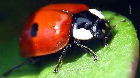 Ladybird
