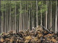 Desmatamento na Amazônia