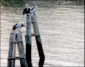 عکس از سالار نيک نفس