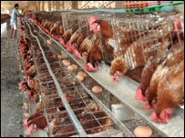 Bir tavuk çiftliği