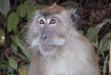 A macaque monkey