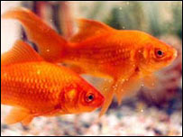 ماهی قرمز