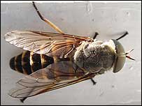 A photo of a fly on a wall.