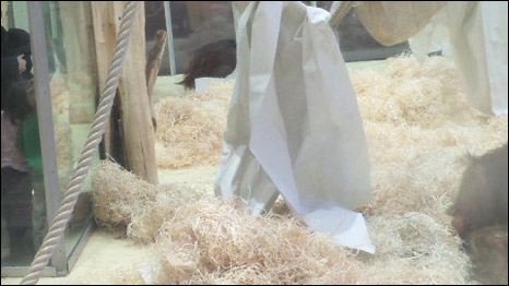 Foto tirada pela orangotango Nonja postada no Facebook (cortesia Zoo de Viena)