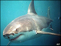 शार्क मछली