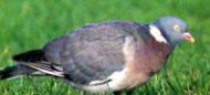 an image of a wood pigeon
