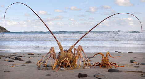 Poseidon the giant lobster measuring 60cm 