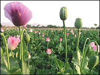 کشتزار خشخاش