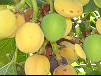 रतनजोत का फल