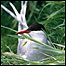 Arctic Tern c/o RSPB