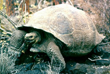 A tortoise on the Galapagos islands