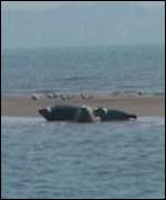 Seals off the Kent coast