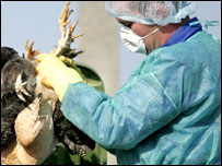 İtlaf edilen hayvanlar