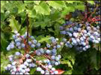 آبياری انگور تاکها