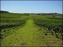 Vinhedo em Bento Gonçalves (RS)