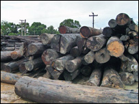 कटे हुए पेड़