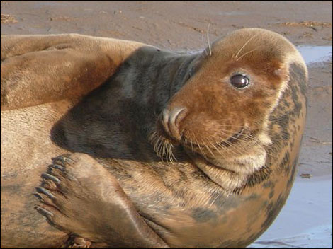 Seal at Donna Nook