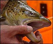 A cock Sea Trout