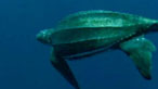 Leatherback turtle