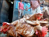 İtlaf edilen tavuklar