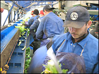 Trabalhadores do Leste Europeu em fábrica de alimentos