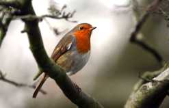 A wintering robin. © BBC
