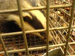 A caged badger...