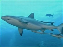 Tubarões no Mar de Coral