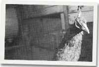 Llun o geiliogod paun