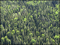 घने जंगल