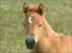 A Bodmin Moor foal