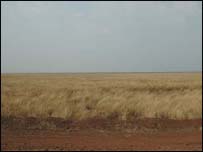 Plantação de soja no Mato Grosso