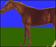 The founding sire of horse racing - Eclipse