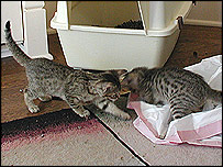 Gatas clonadas pela GSC