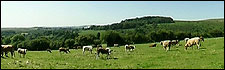 Moo-ve over! A field of cows in rural Devon.