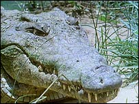 Crocodilo