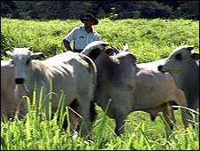 Gado na fazenda de Mauro Lúcio Costa, na região de Paragominas