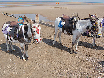 'O na fyddai'n haf o hyd.. rasus mulod rownd y byd.'