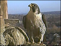 A Peregrine Falcon on Derby Cathedral