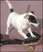 Dave on a skateboard